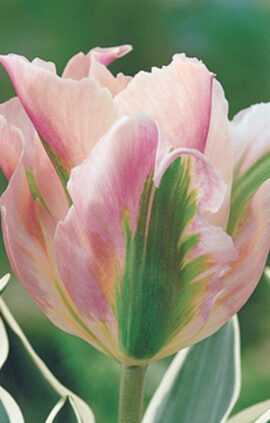 Тюльпан Чайна Таун 25 цибулин розмір 10/11