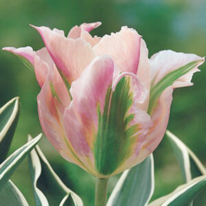 Тюльпан Чайна Таун 25 цибулин розмір 10/11