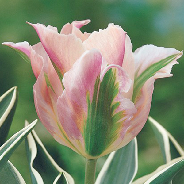 Тюльпан Чайна Таун 25 цибулин розмір 10/11