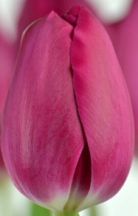 Тюльпан Барселона 500 цибулин розмір 12+