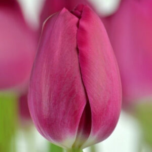 Тюльпан Барселона 500 цибулин розмір 12+