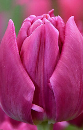 Тюльпан Дабл Прінцесс 500 цибулин розмір 12+