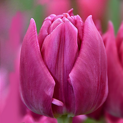 Тюльпан Дабл Прінцесс 500 цибулин розмір 12+