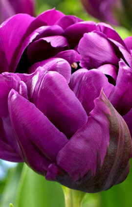 Тюльпан Негріта Дабл 500 цибулин розмір 12+