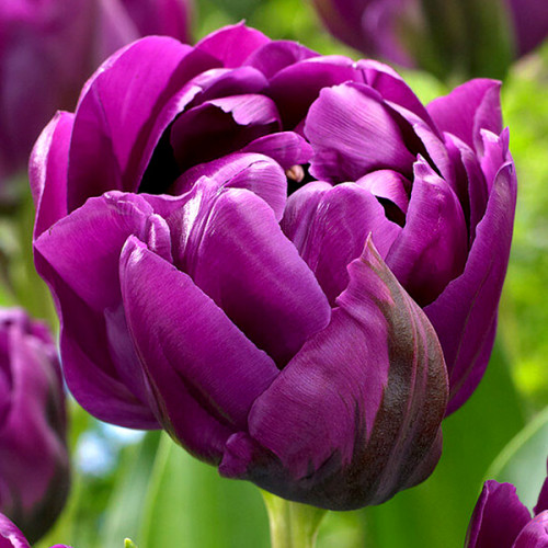 Тюльпан Негріта Дабл 500 цибулин розмір 12+