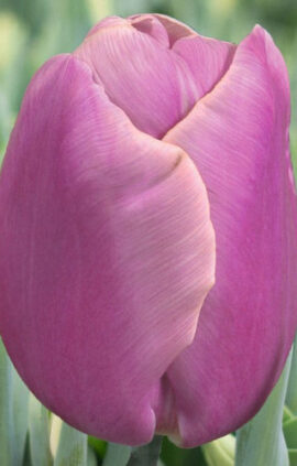 Тюльпан Холланд Б'юті 500 цибулин розмір 12+