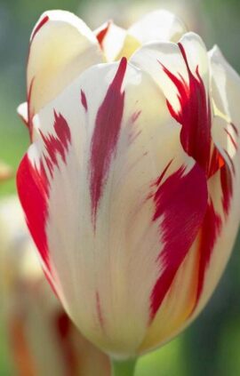 Тюльпан Гранд Перфекшн 500 цибулин розмір 12+