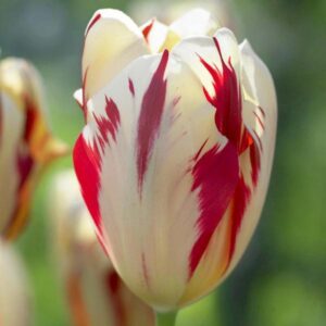 Тюльпан Гранд Перфекшн 500 цибулин розмір 12+