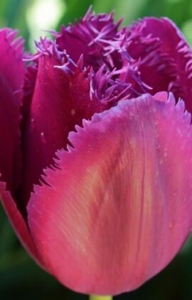 Тюльпан Керлі Сью 500 цибулин розмір 12+