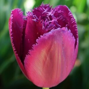 Тюльпан Керлі Сью 500 цибулин розмір 12+