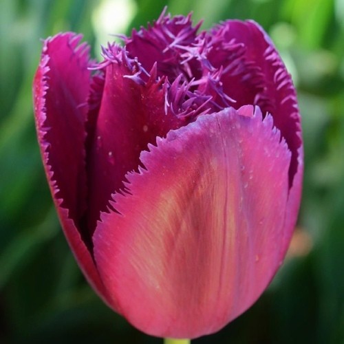 Тюльпан Керлі Сью 500 цибулин розмір 12+