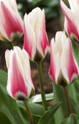 Тюльпан Бордер Легенд 30 цибулин розмір 10/11