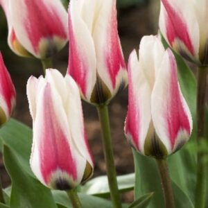 Тюльпан Бордер Легенд 30 цибулин розмір 10/11