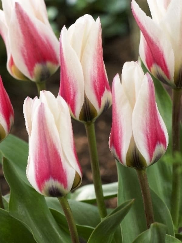 Тюльпан Бордер Легенд 30 цибулин розмір 10/11