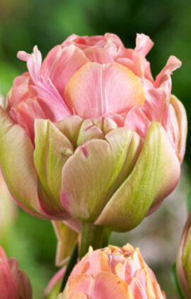 Тюльпан Квентіті трастфул 500 цибулин розмір 12+