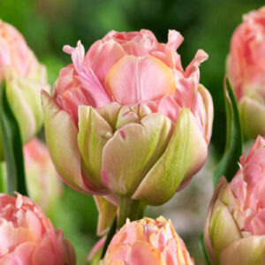 Тюльпан Квентіті трастфул 500 цибулин розмір 12+