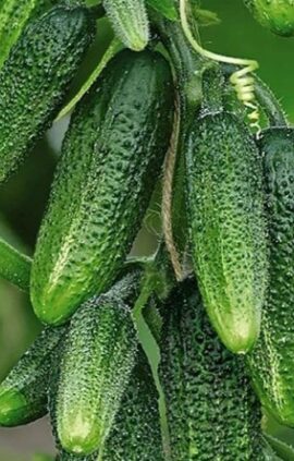 Огірок Директор пакет 30 насінин