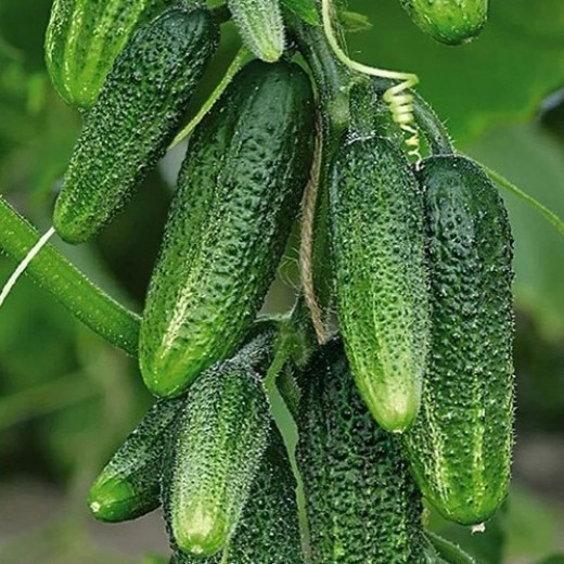 Огірок Директор пакет 30 насінин