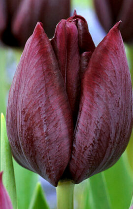 Тюльпан Роналдо 500 цибулин розмір 12+