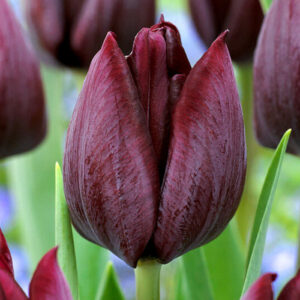 Тюльпан Роналдо 500 цибулин розмір 12+