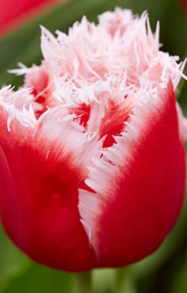 Тюльпан Белфлауер 500 цибулин розмір 12+