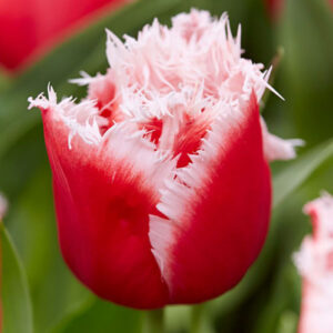 Тюльпан Белфлауер 500 цибулин розмір 12+