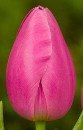 Тюльпан Джамбо Пінк 500 цибулин розмір 12+