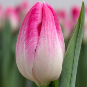 Тюльпан Болроял Пінк 500 цибулин розмір 12+
