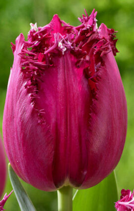 Тюльпан Мадженто 500 цибулин розмір 12+