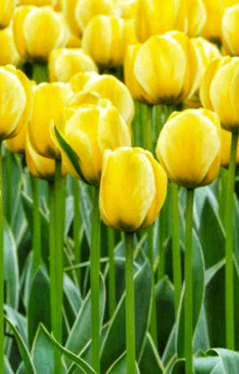 Тюльпан Джап Грут 25 цибулин розмір 10/11