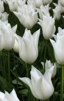 Тюльпан Балада Уайт 500 цибулин розмір 12+