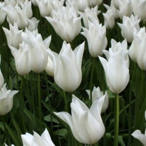 Тюльпан Балада Уайт 500 цибулин розмір 12+