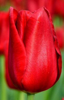 Тюльпан Ред Пауер 500 цибулин розмір 12+