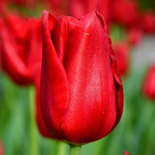 Тюльпан Ред Пауер 500 цибулин розмір 12+