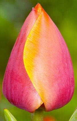 Тюльпан Ад Рем 500 цибулин розмір 12+