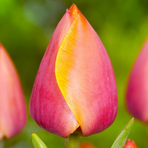 Тюльпан Ад Рем 500 цибулин розмір 12+