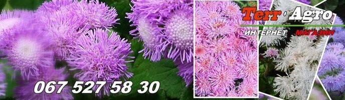 Агератум вирощування з насіння на розсаду