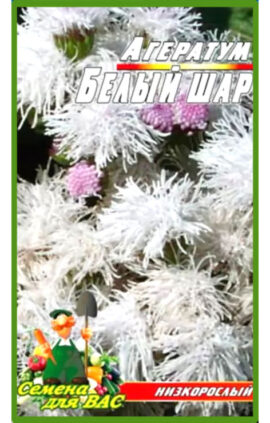Агератум Біла куля пакет 0