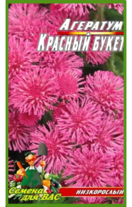 Агератум Червоний букет пакет 0