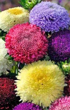 Айстра Супер принцеса суміш пакет 0