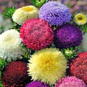 Айстра Супер принцеса суміш пакет 0