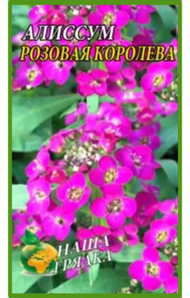 Аліссум Рожева королева пакет 0