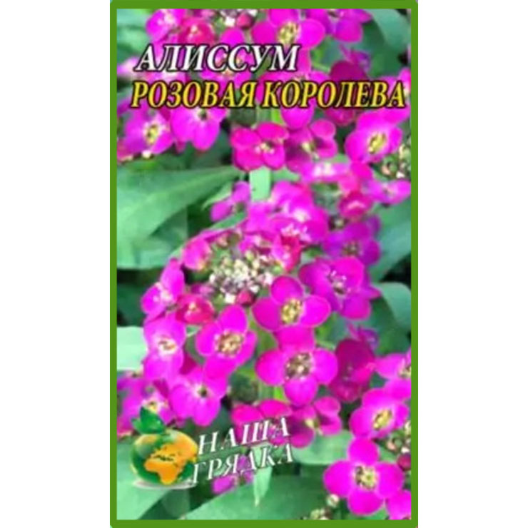 Аліссум Рожева королева пакет 0