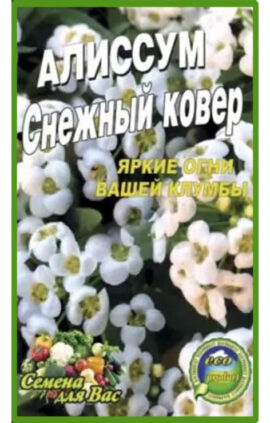 Аліссум Сніговий килим пакет 0