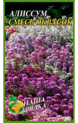 Аліссум Суміш забарвлень пакет 0
