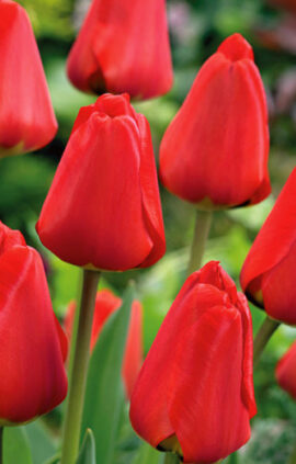 Тюльпан Апельдорн 500 цибулин розмір 12+