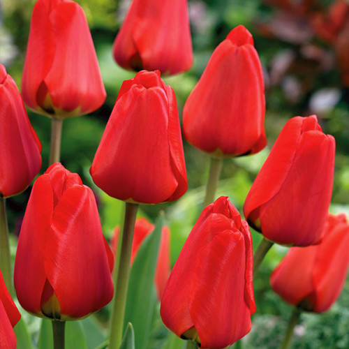 Тюльпан Апельдорн 500 цибулин розмір 12+