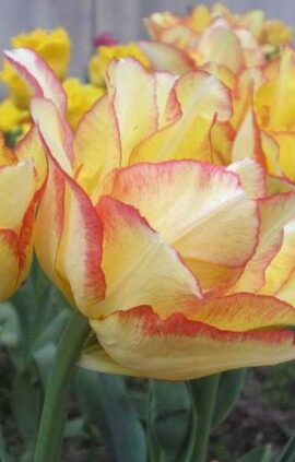 Тюльпан Акилла 500 цибулин розмір 12+