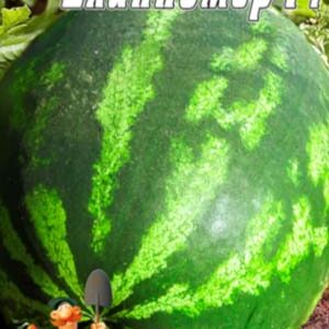 Кавун Довгомір F1 30 насінин