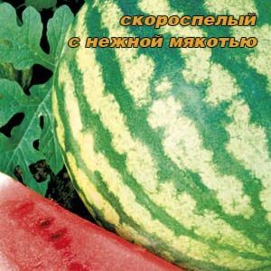 Кавун Фотон пакет 40 насінин